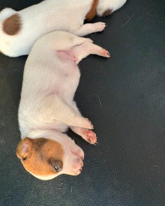 Jack russel