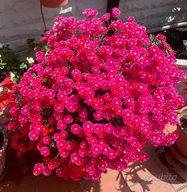 bellissime piante
