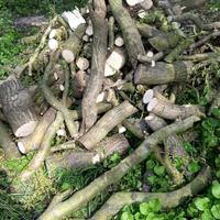 piu di +400kg legna salice a 50euro