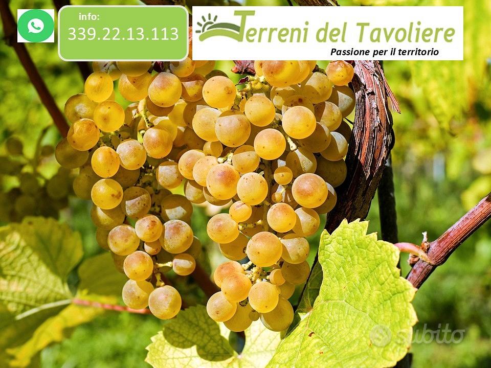 Vigneto 2 Ettari in Produzione + Uliveto San Paolo - Vista 4