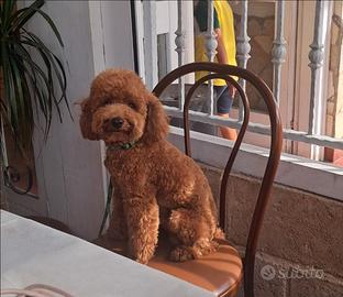 Barboncino red da monta