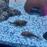 Ancistrus