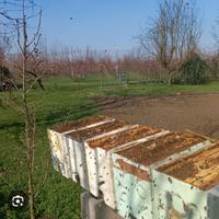 Apicoltura / nuclei api