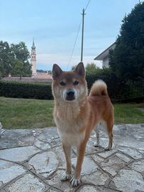 Una compagna Shiba Inu per il mio Shiro