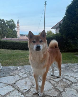 Una compagna Shiba Inu per il mio Shiro