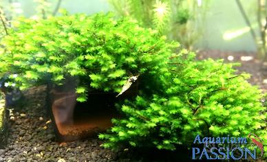 Muschio Disticophillum sp. (Rare Moss) x acquario