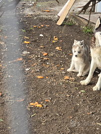 Cuccioli husky femmine