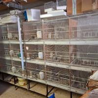 Gabbie borgovit 110x50