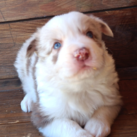 Border collie con pedigree