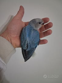 Pappagallo inseparabile maschio