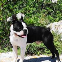Allevamento Boston terrier