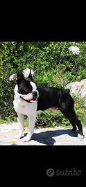 Allevamento Boston terrier
