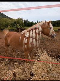 Cavallo