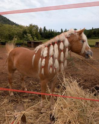 Cavallo
