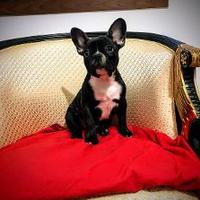 Cuccioli di bouledogue bulldog francese
