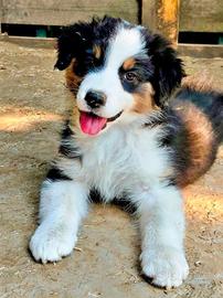 Cucciola di pastore australiano 