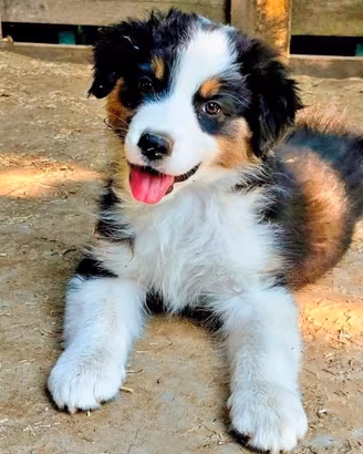 Cucciola di pastore australiano 