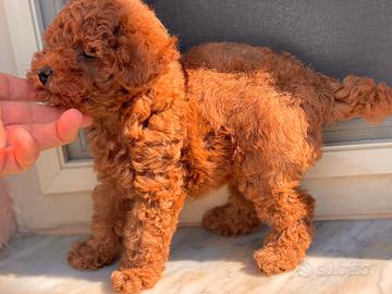 Barboncini toy red e red brown