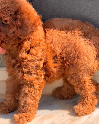 Barboncini toy red e red brown