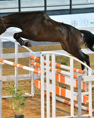 Cavallo