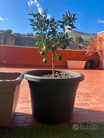 Albero di mandarino in vaso 60 cm