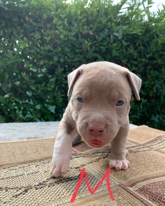 Cuccioli American Bully XL
