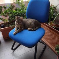 Sedie modello ufficio