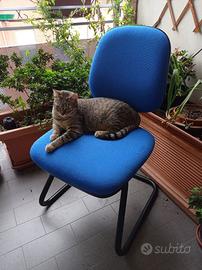 Sedie modello ufficio