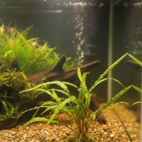 Cryptocoryne Crispatula 