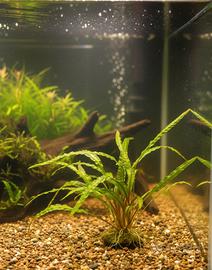 Cryptocoryne Crispatula 