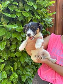 Cuccioli di razza Jack russell