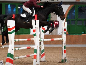 Cavallo Salto Ostacoli