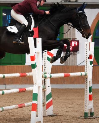 Cavallo Salto Ostacoli