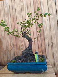 bonsai