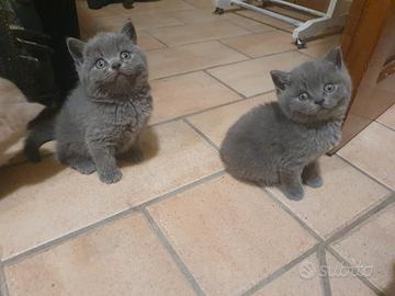 cuccioli british shorthair 