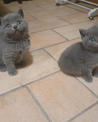 cuccioli british shorthair 