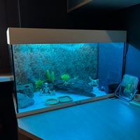 terrario geco