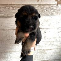 Cuccioli maschi pastore tedesco