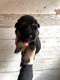 Cuccioli maschi pastore tedesco