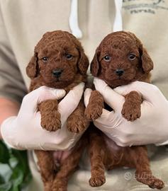 Ultimi barboncini Toy