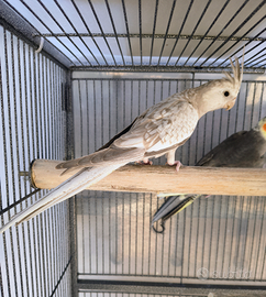 Pappagalli Calopsite