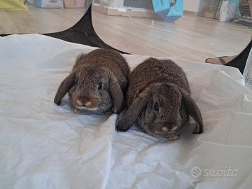 Cuccioli coniglio minilop