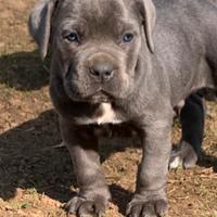 Cuccioli di cane corso