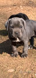 Cuccioli di cane corso
