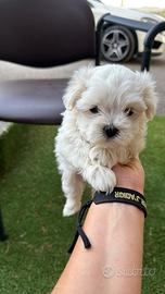 Maltese