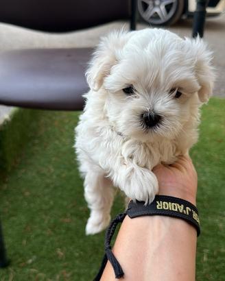 Maltese
