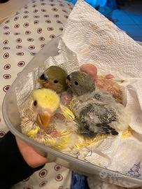 Pappagalli inseparabili roseicollis