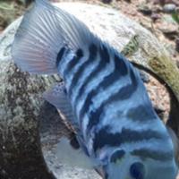 Pesci nigeofasciatum