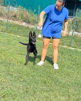Cucciola di pastore tedesco linea da lavoro