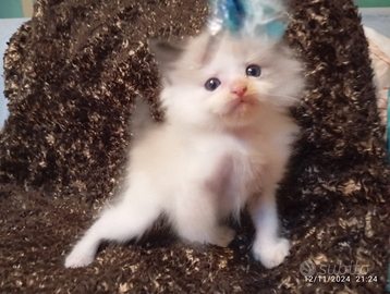 Cuccioli Ragdoll